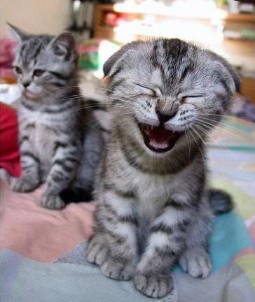 oh kel mignon petit chat